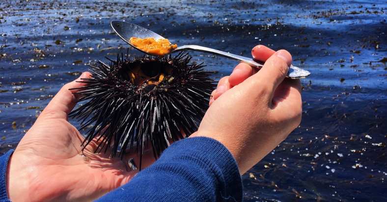 facebook-Linked_Image___Sea Urchin just harvested off the Channel Islands
