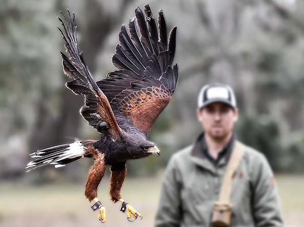 falconry more