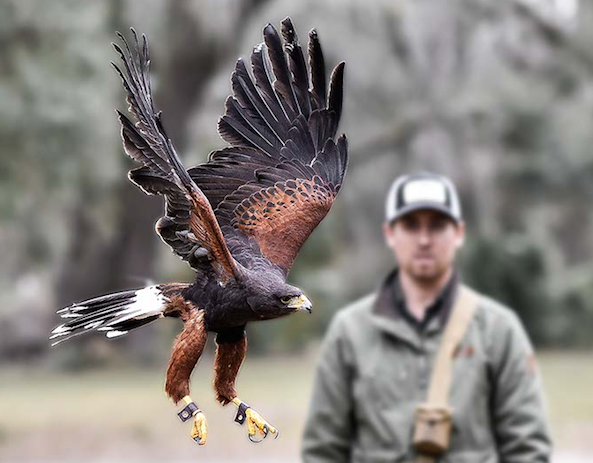 Why a Falconry Hunt Is the Wildest Thing You Can Do Outdoors - Maxim