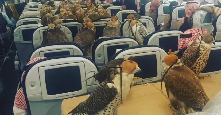 Falcons on a Plane Promo