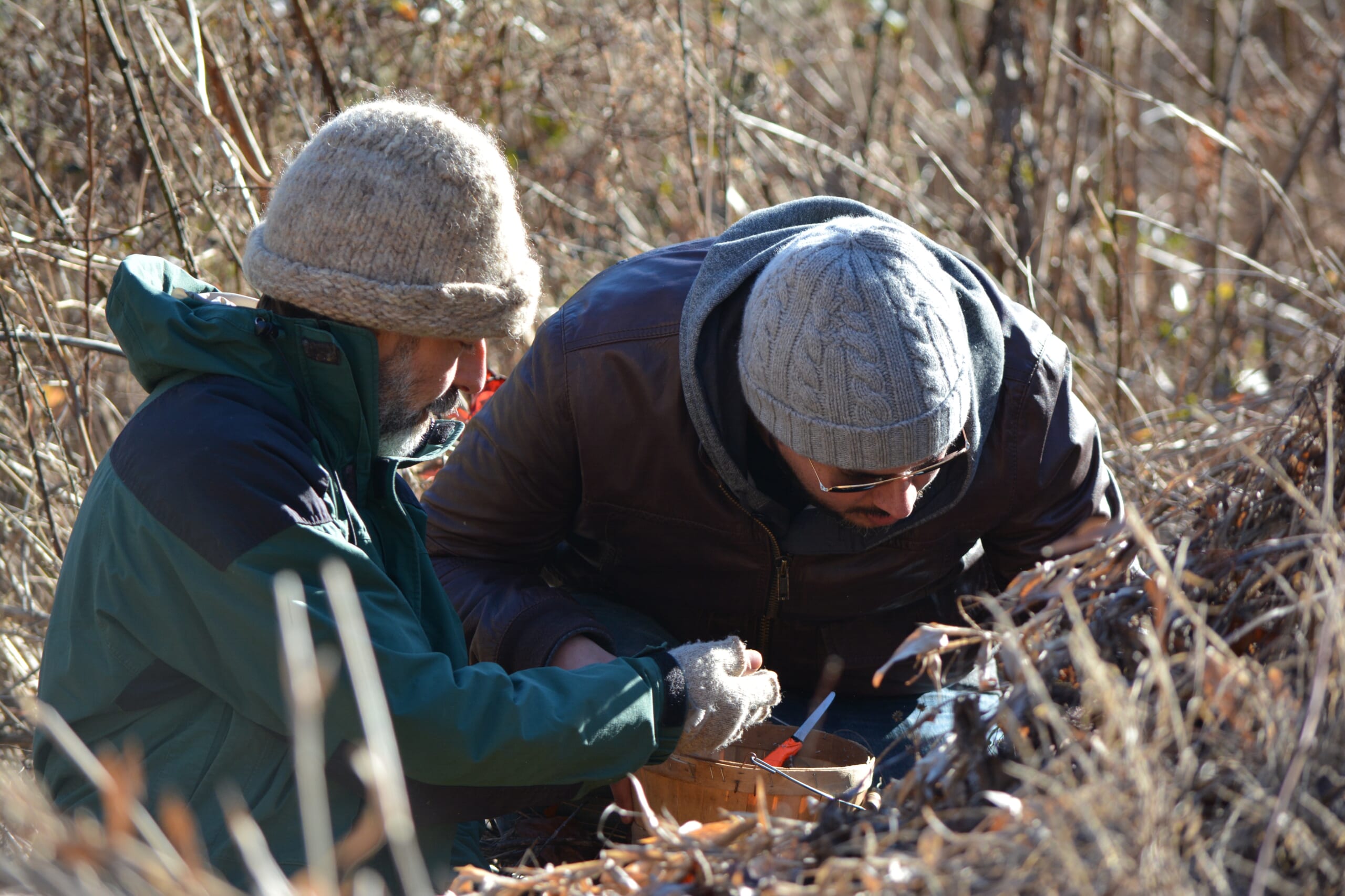 Forage1.jpg Forage 1