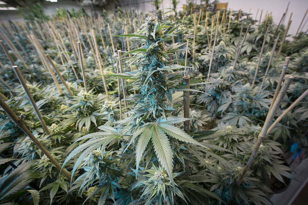 Weed grown in Denver Getty Images