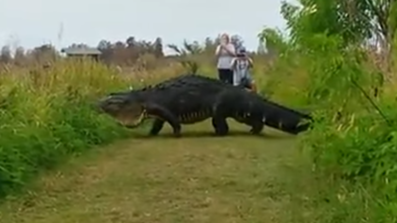 Giant Alligator.png