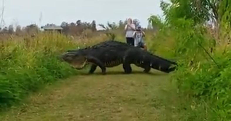 Giant Alligator.png