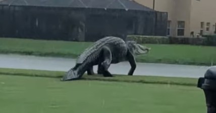 Giant Florida Alligator Promo