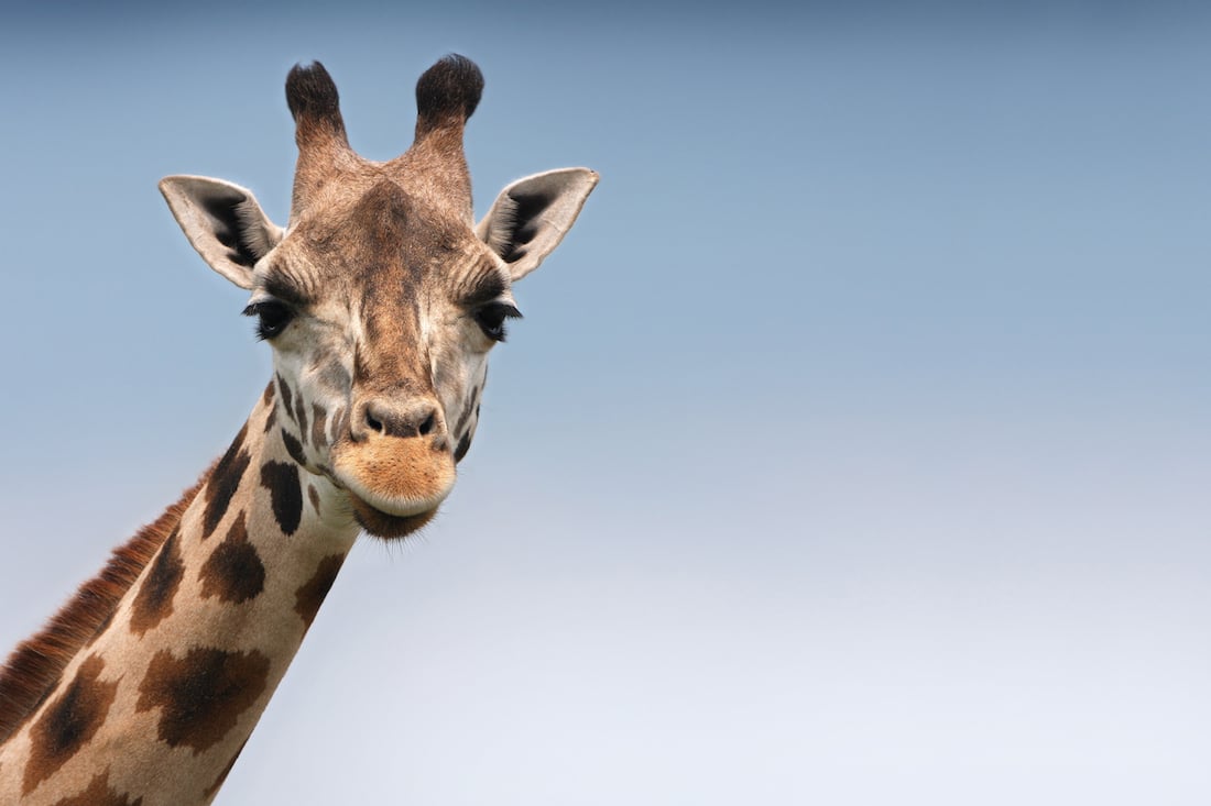 giraffe-main