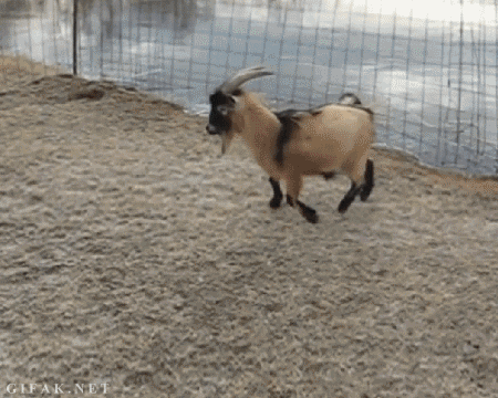 goat