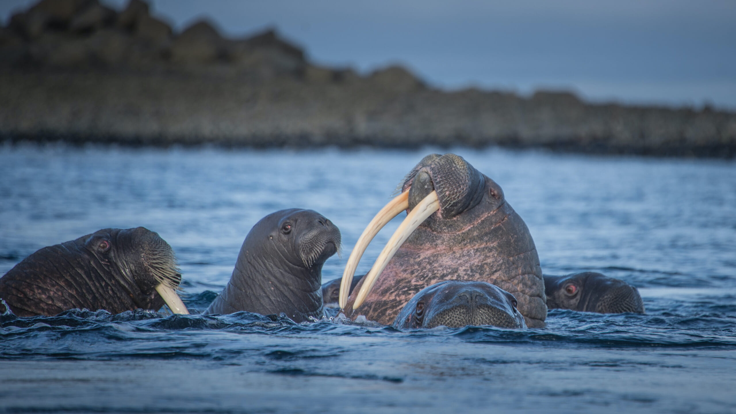 greenland-walrus-andy-mann