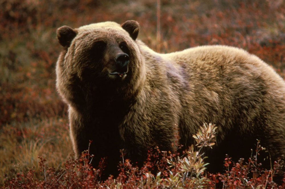 Grizzly Bear, Wikimedia