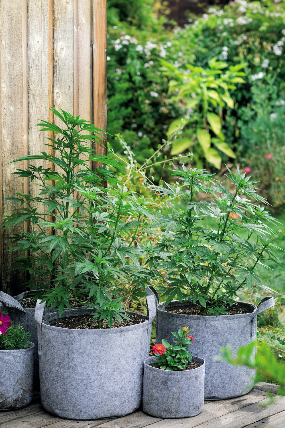 GrowingWeedInTheGarden_p135a