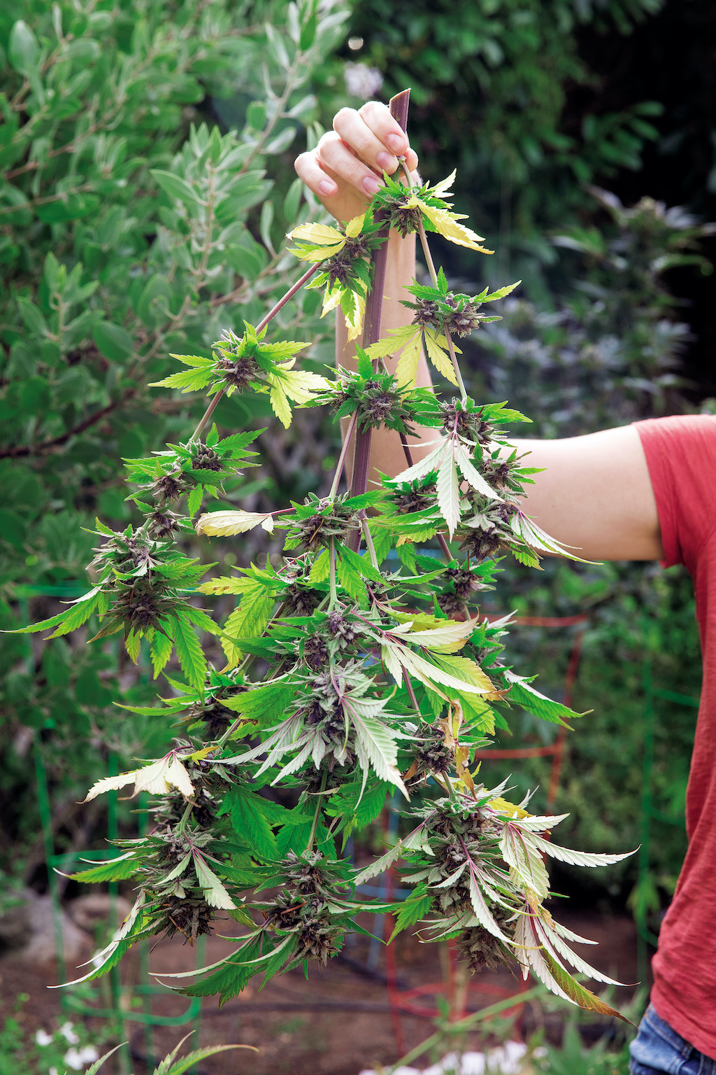 GrowingWeedInTheGarden_p168a