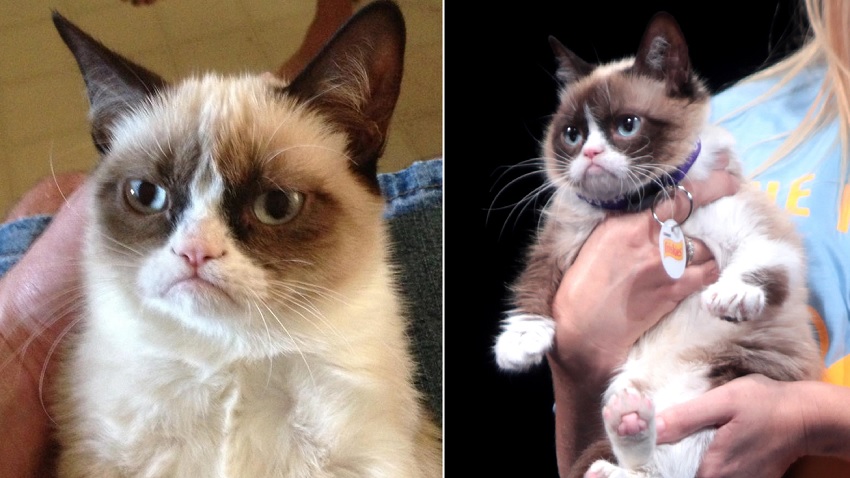 Internet Icon Grumpy Cat Just Won A 710000 Lawsuit Maxim