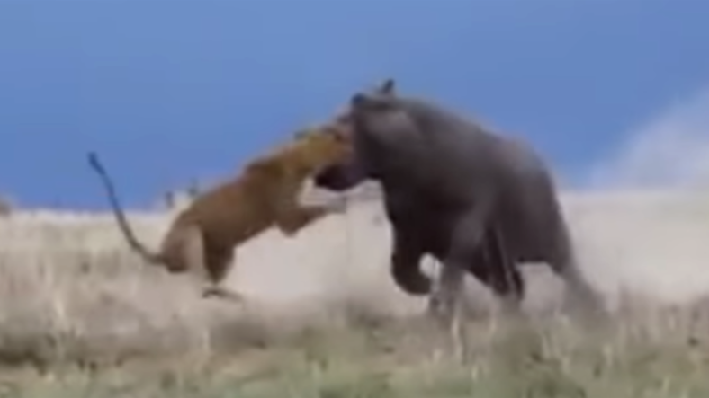 Hippo versus Lion