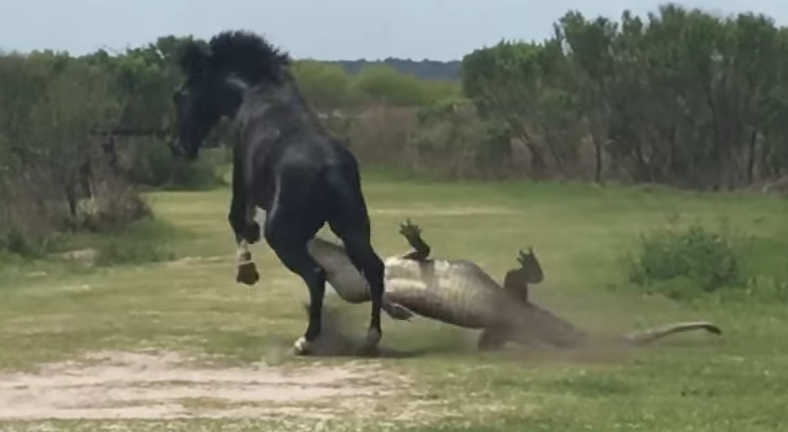 Horse Beating Gator
