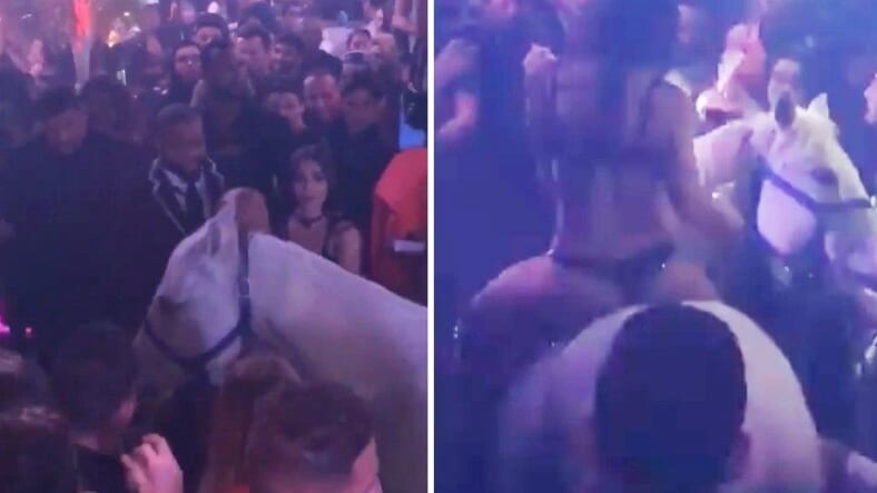 Horse in nightclub
