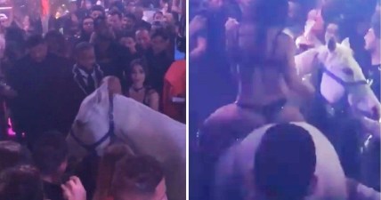 Horse in nightclub