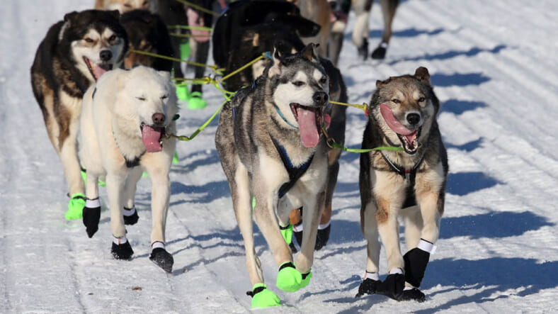 Iditarod dogs AP
