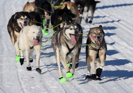 Iditarod dogs AP