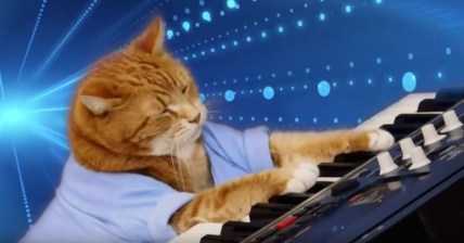 keyboard-cat-promo