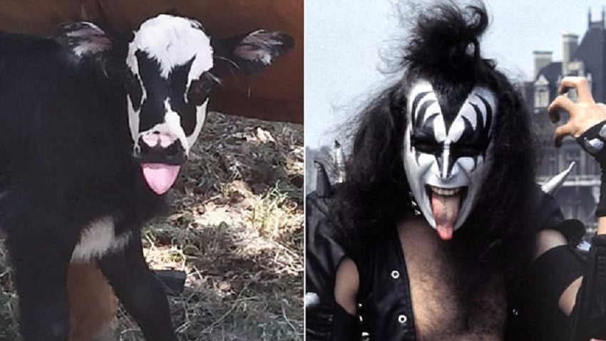 KISS COW