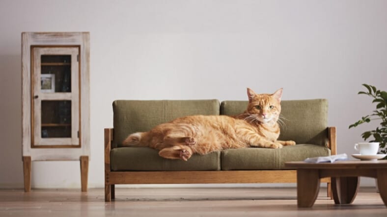 Cat furniture. Furniture for cats.