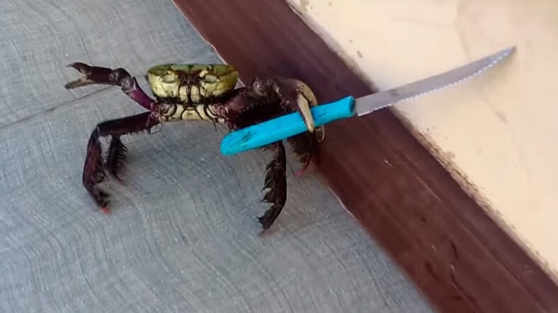 knife-crab-brazil-watch-main.jpg