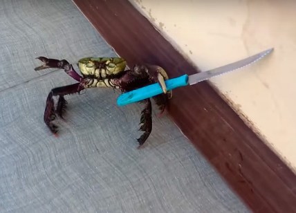 knife-crab-brazil-watch-main.jpg