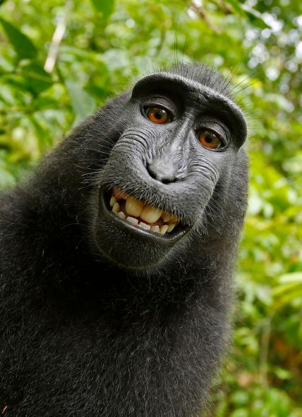 Macaque selfie wildlife Wikimedia