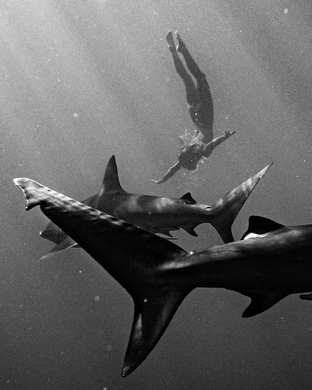 Marisa Papen with Sharks (3)