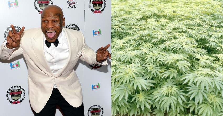 Mike Tyson Weed Farm