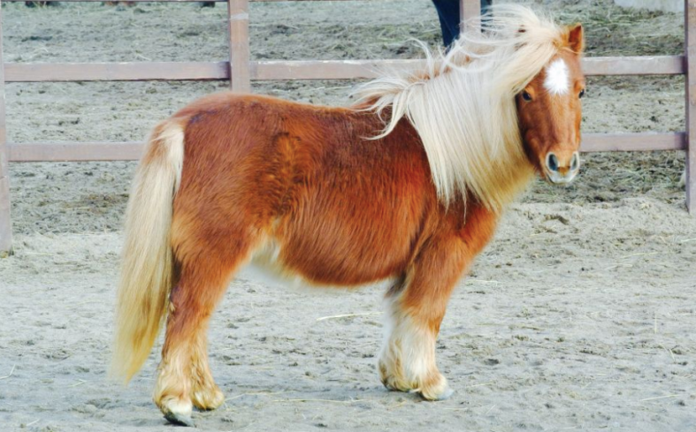 mini-horse-getty