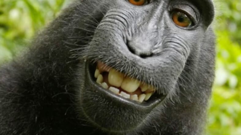 monkey-selfie-bbc-1