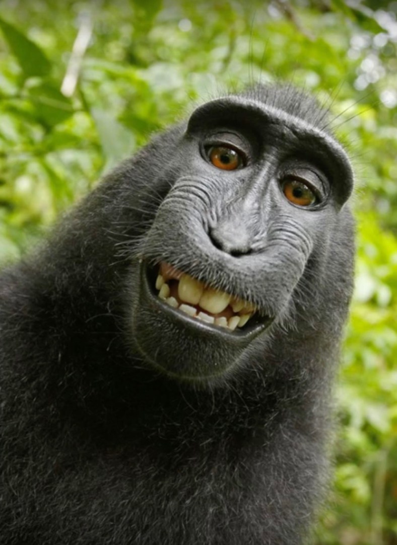 monkey-selfie-bbc-1