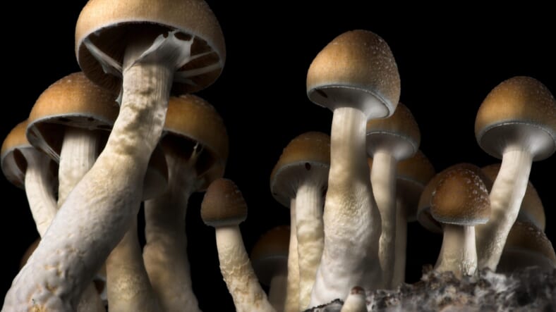 Mushrooms Promo