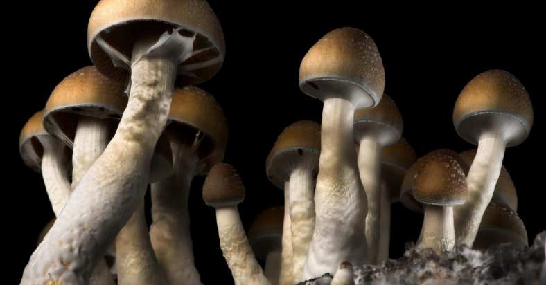 Mushrooms Promo