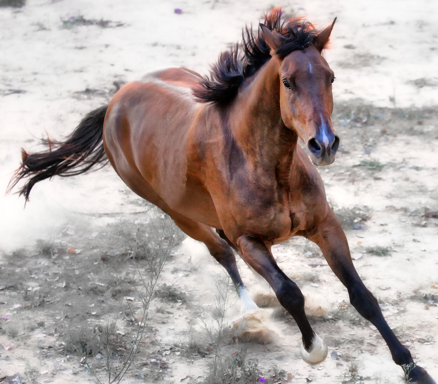 Передвижение лошади. Лошадь галоп. Андалузская лошадь гнедая. Аппалуза лошадь. Фризская Аппалуза.