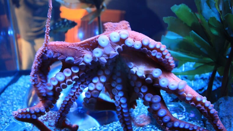 Octopus in tank wikimedia