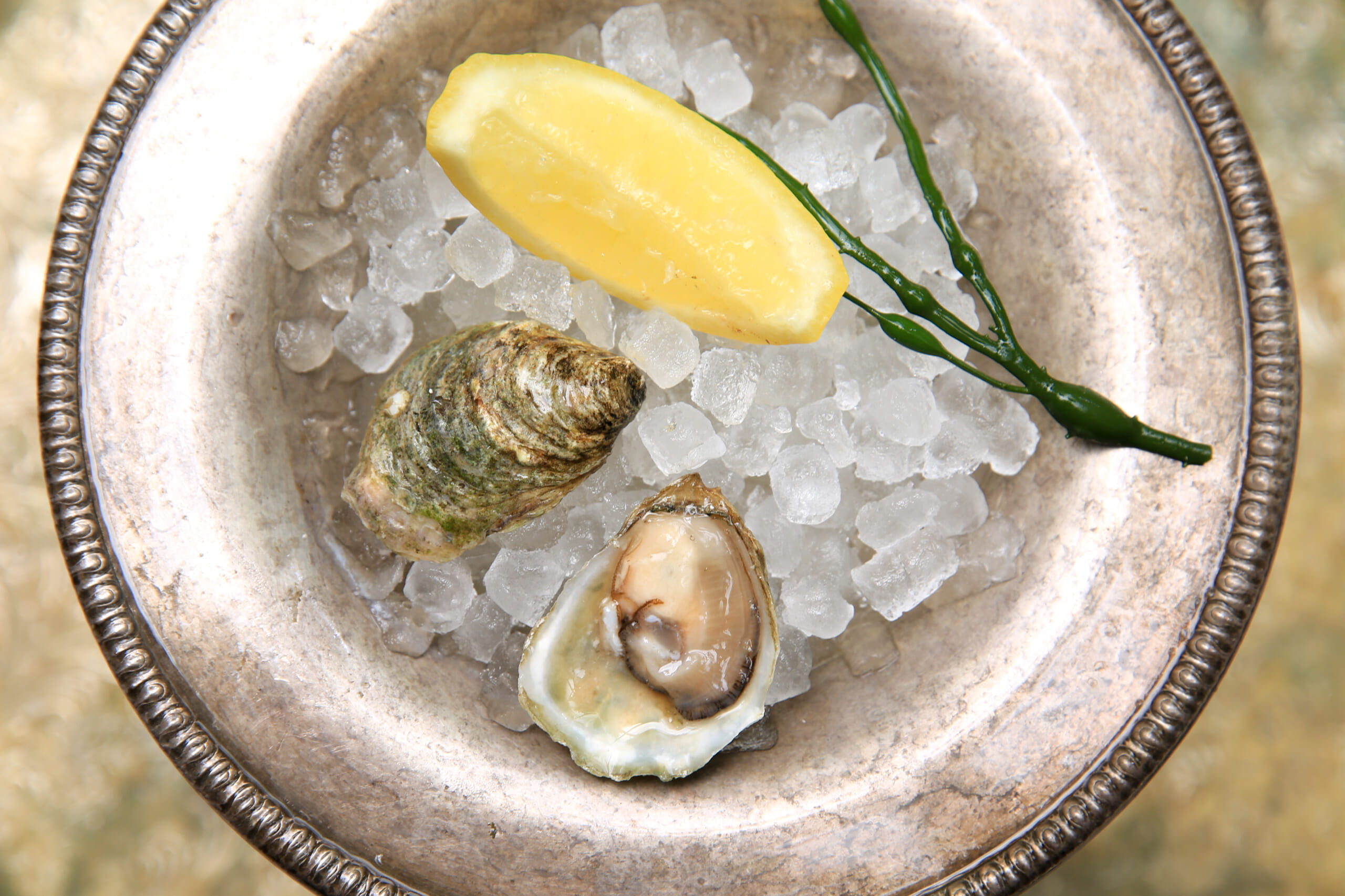 olympia oyster