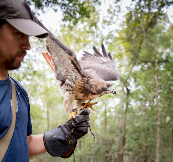 on the fly falconry