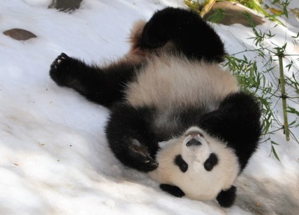 panda-snow-day-main.jpg