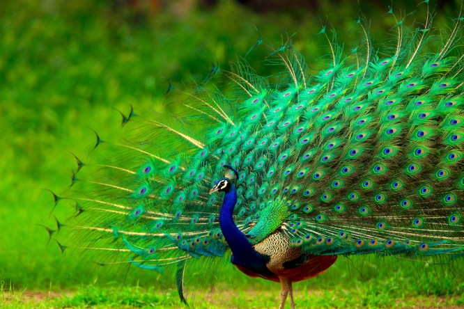 peacock-main