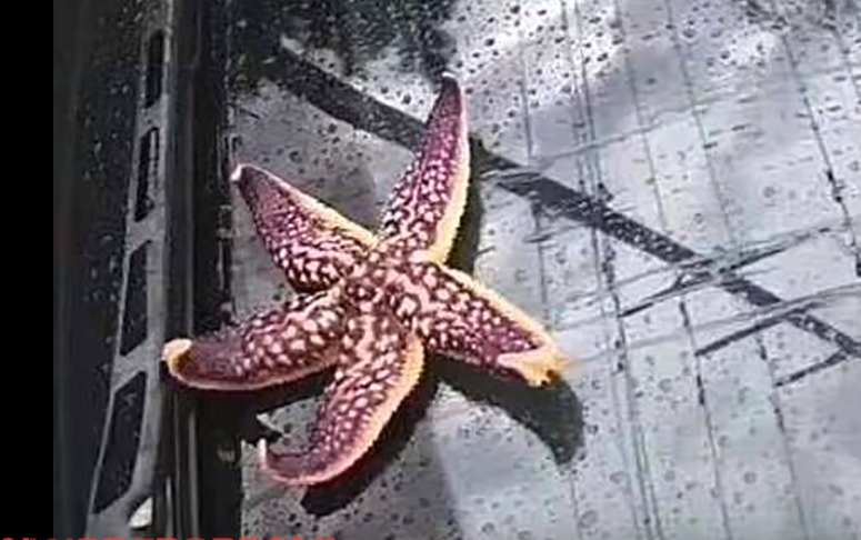 qingdao-starfish