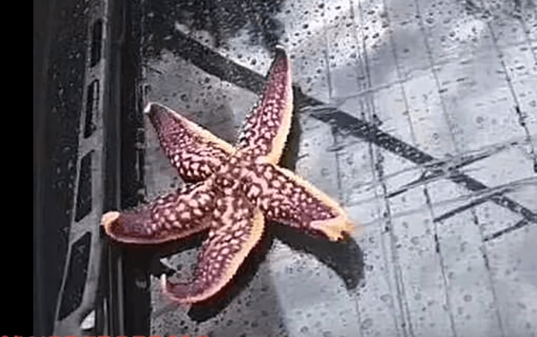 qingdao-starfish