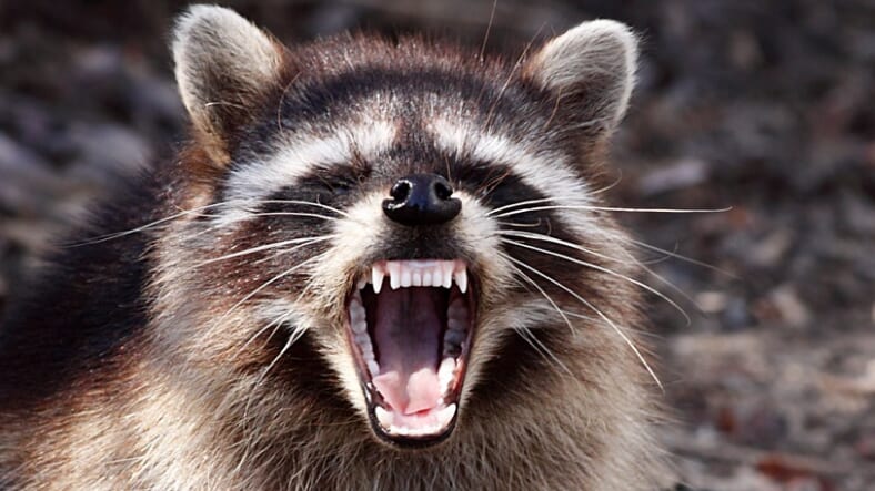 "Rabid" Raccoon