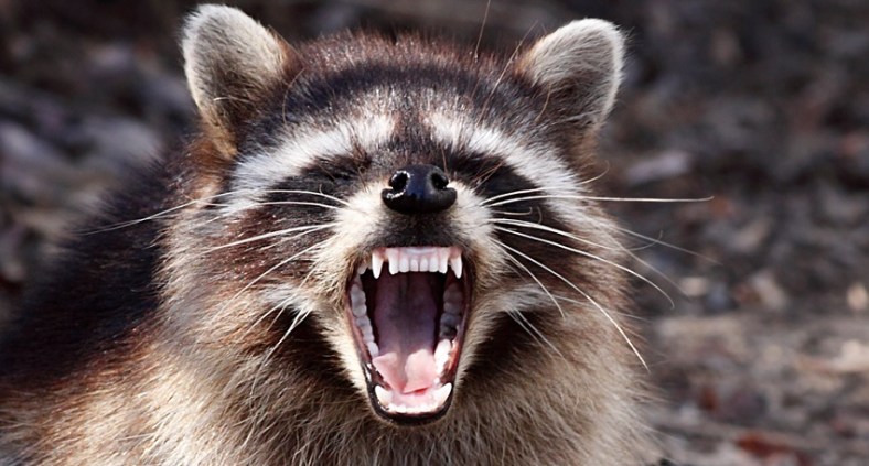 "Rabid" Raccoon