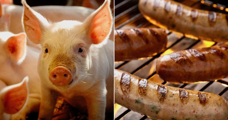 rescued-pigs-sausage-promo