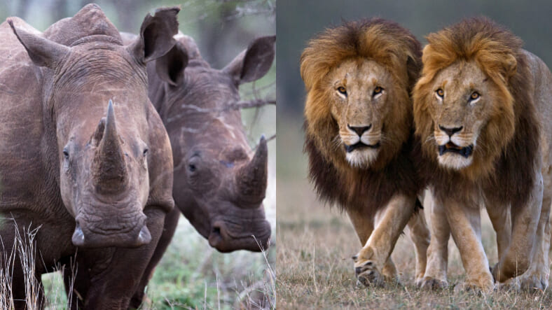 Rhino Lion Split