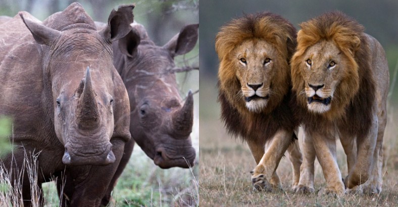 Rhino Lion Split