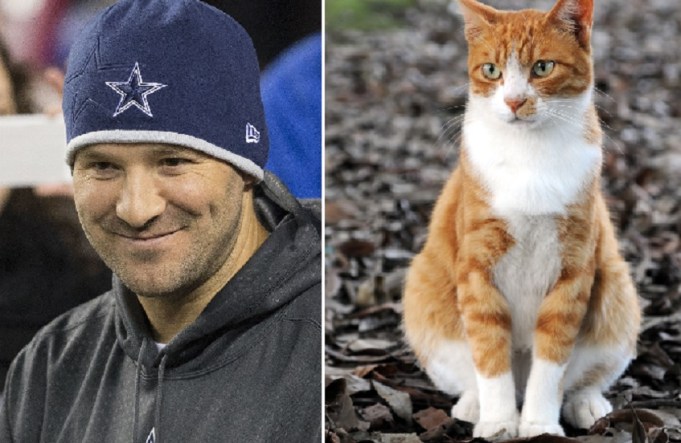 Tony Romo and a cat.