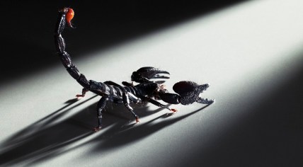 Scorpion Getty